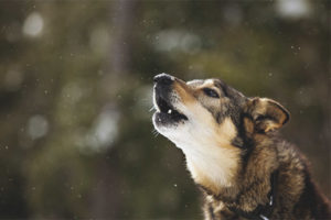 How to wean a dog howl