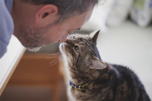 How to understand that a cat loves you