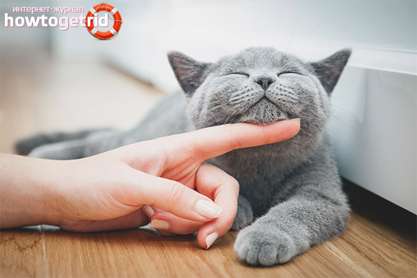 Comment caresser un chat ou un chat