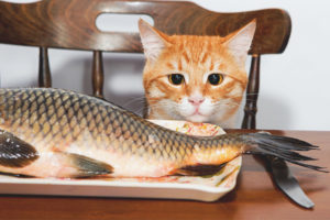 What kind of fish can be given to cats and cats?