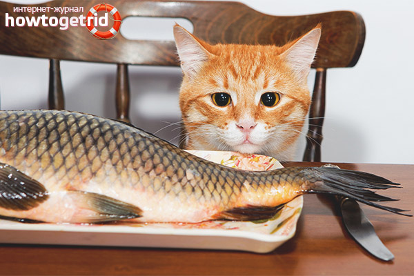 What kind of fish can be given to cats and cats?
