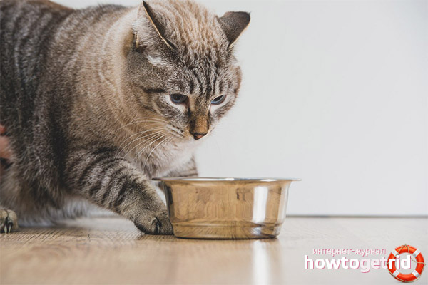 Nourrissez la nourriture sèche et naturelle des chats