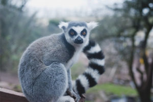 Ring-tailed lemur