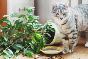 Cat or cat eats land