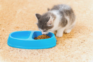 The kitten does not eat dry food