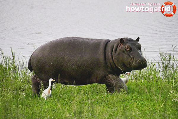 Nilpferd Lebensräume