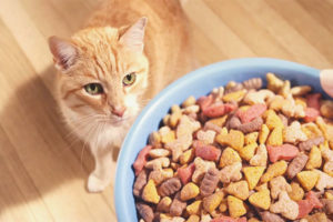 Is it possible to feed a cat only with dry food