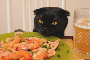 Can cats give shrimp?