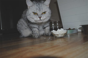 Is it possible for cats and cats to give cottage cheese