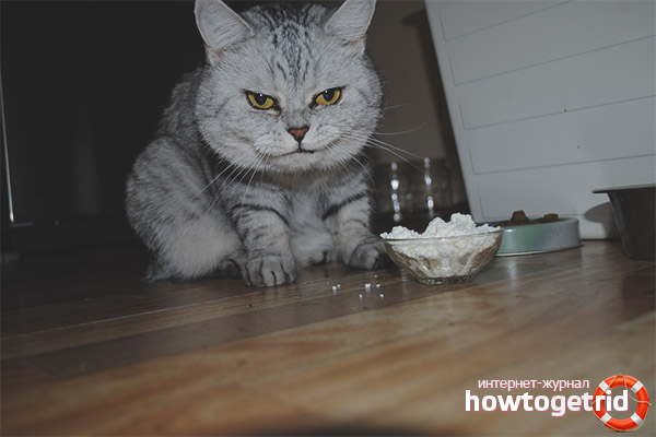 Ist es Katzen und Katzen möglich, Hüttenkäse zu geben?