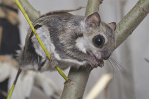 Common flying squirrel