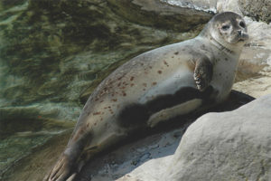 Harbor seal