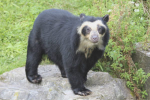 Spectacled bear