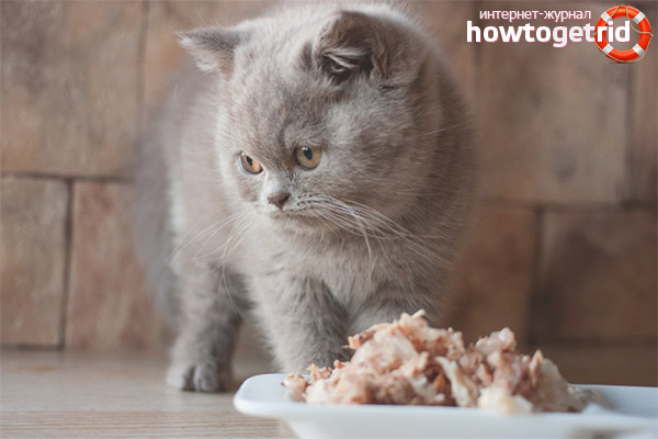 Features of natural food for kidney failure in a cat