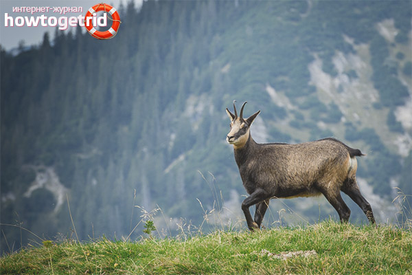Reproduction de chamois