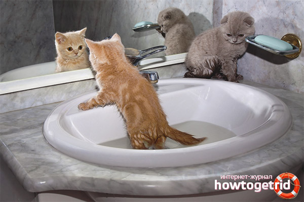 From what age can kittens be bathed