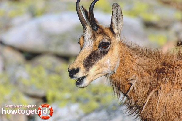 Chamois