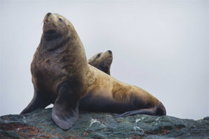 Sea lion