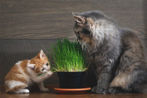 Grass for cats and cats