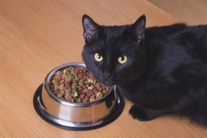 The cat has lost appetite