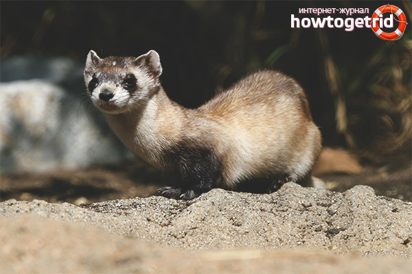 Living and breeding conditions of American ferrets