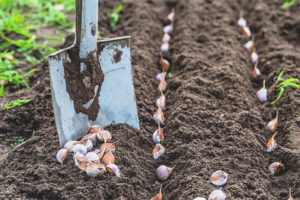 How to process garlic before planting in the winter