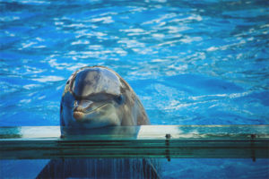 Black Sea Bottlenose Dolphin