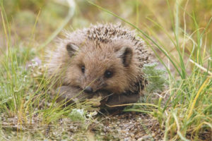 Daurian hedgehog