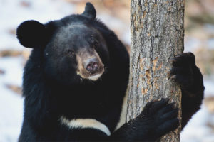 Himalayan bear