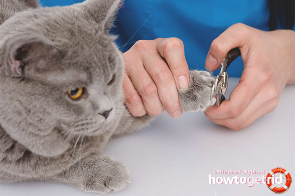 Cat Claw Tools