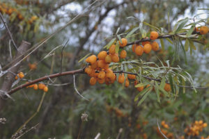 How to collect sea buckthorn