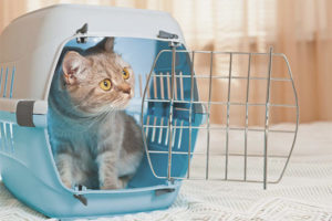 How to choose a cat carrier