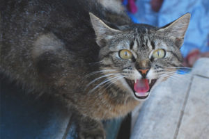 Cat or cat hisses at the owner