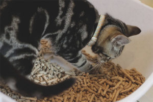 Kitten eats toilet filler