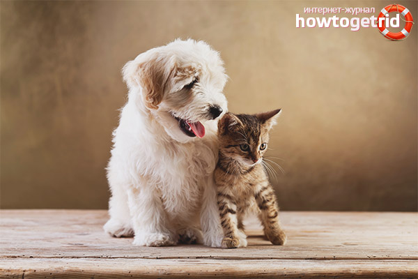 Wer ist besser Katze oder Hund