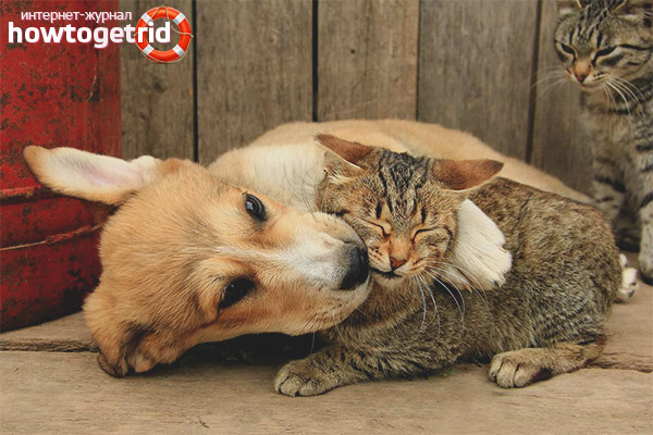 Wer ist besser Katze oder Hund