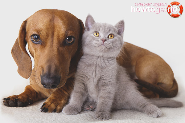 Wer ist besser Katze oder Hund