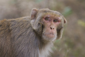 Rhesus macaque