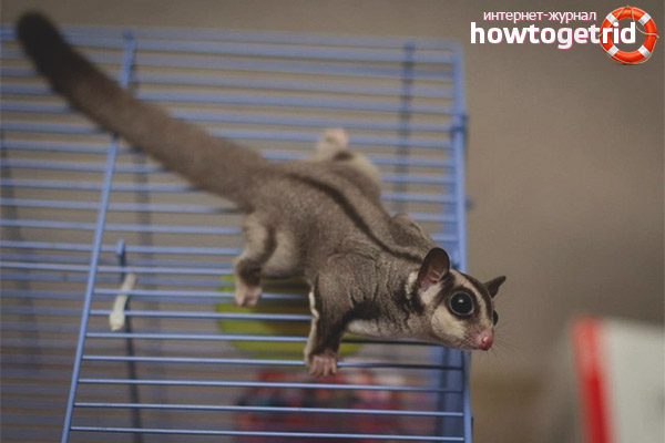 Amélioration de l'habitat pour Sugar Possum