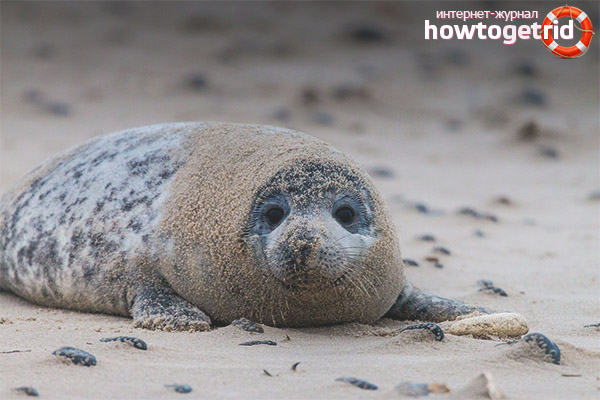 Behavior of gray seals
