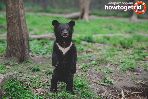 Himalayan bear breeding