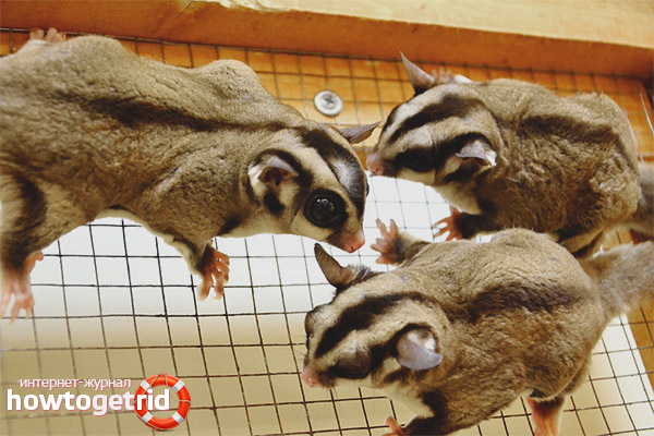 Propagation du sucre posum