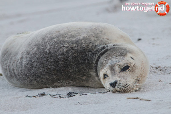 Breeding of gray seals