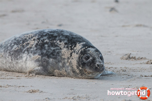 Gray seal