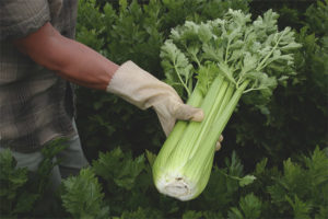 Petiole celery