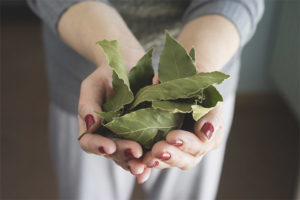 Bay leaves during pregnancy