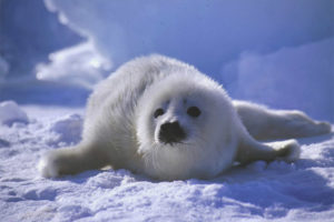 Harp seal