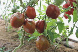 Tomato Berkeley Tai Dai