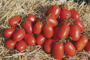 Tomato Dino