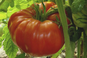 Tomato Giant Red